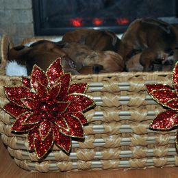 Pup - Red wheaten female Rhodesian Ridgeback puppy in Bronson, Florida from Chioke Rhodesians
