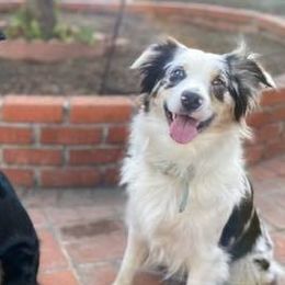 Australian Shepherds from Sara's Nor-Cal Aussies