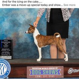 Ember - Basenji