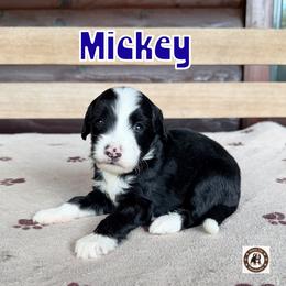 Mickey - male Golden Mountain Doodle puppy in Banner Elk, North Carolina from Walnut Tree Bernedoodles