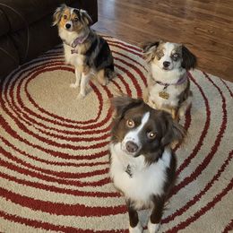 Miniature Australian Shepherds from Swanky Aussies