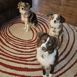 Miniature Australian Shepherds from Swanky Aussies