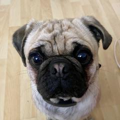 Geordi - Pug