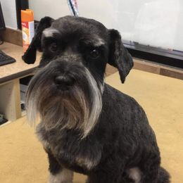 Henry - Miniature Schnauzer