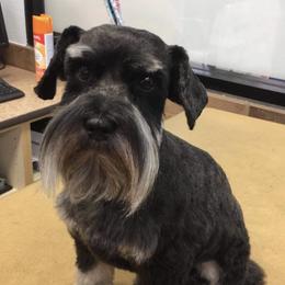 Henry - Miniature Schnauzer