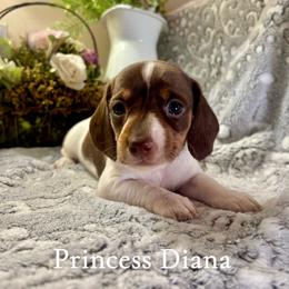 Princess Diana - Piebald female Dachshund puppy in Aiken, South Carolina from State Eight Dachshunds