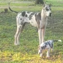 Muffin - Great Dane