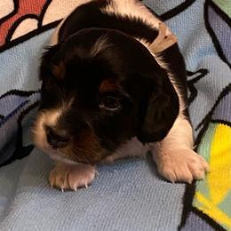 OREO - Piebald male Dachshund puppy in Elizabethtown, Kentucky from Teeny Tiny Puppy Tails