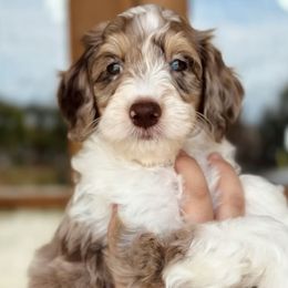 Aussiedoodle, Bordoodle, Goldendoodle, and Poodle Puppies from Calena’s Doodle Pups
