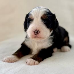 Steve- Green collar boy - Tri-color male Bernedoodle puppy in Colorado Springs, Colorado from Mercy Mountain Bernedoodles