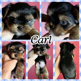 Carl - Black and tan male Yorkshire Terrier puppy in London, Kentucky from Soto Yorkies