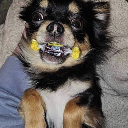 Gus Gus - Chihuahua