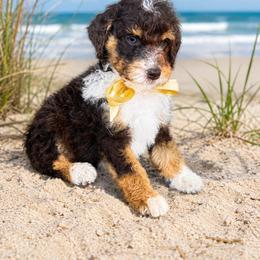 Brownie - Phantom male Goldendoodle puppy in Orange City, Florida from Rainbow Doodle