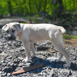 Cane Corso Puppies from Catawba Cane Corso