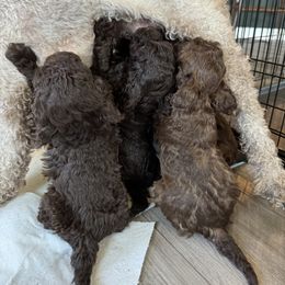 Poodle Puppies from Noelle Poodles