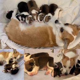 Pembroke Welsh Corgi Puppies from Rockin’ H Corgis