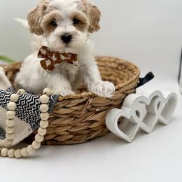 Green collared male - White male Maltipoo puppy in Marshallville, Ohio from Grassy Meadow Pups