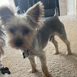 Louis - Yorkshire Terrier