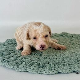 Mabel - Brown and white female Bernedoodle puppy in Goldsboro, North Carolina from The Grantham House