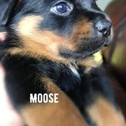 Rottweiler Puppies from Alpha Co. Rottweilers