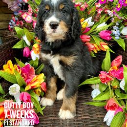 Bernedoodle Puppies from Premier Doodles