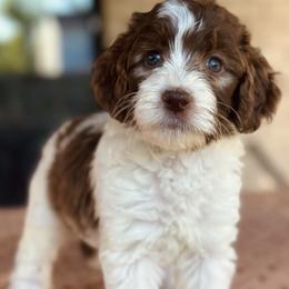 Aussiedoodle, Bordoodle, Goldendoodle, and Poodle Puppies from Calena’s Doodle Pups