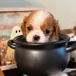 Roselette - Blenheim female Cavalier King Charles Spaniel puppy in Kidder, South Dakota from Continental Cavaliers