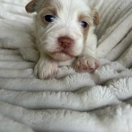 AKC Pink Collar - Red female Havanese puppy in Dallas, Georgia from West Cobb Dogs