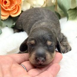Ice - Blue and cream male Dachshund puppy in Exeter, California from Sawtooth Miniature Dachshunds