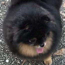CALYPSO - Pomeranian