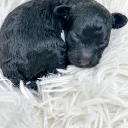 Olivia - Black female Poodle puppy in from Pink Poodles and Doodles