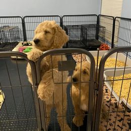 Goldendoodle Puppies from SunriseDoodles