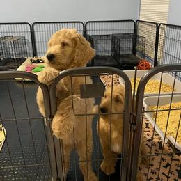 Goldendoodle Puppies from SunriseDoodles