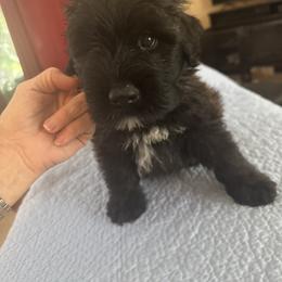 Blu - Brindle male Bouvier des Flandres puppy in The Villages, Florida from Gouden Bouvier