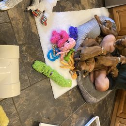Rhodesian Ridgeback Puppies from Ivorymoon Rhodesian Ridgebacks