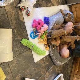 Rhodesian Ridgeback Puppies from Ivorymoon Rhodesian Ridgebacks