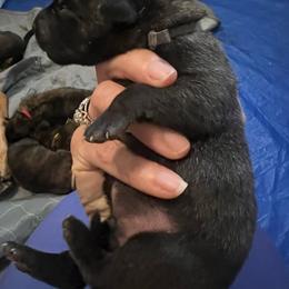 Grey - Black brindle male Dutch Shepherd puppy in Raceland, Louisiana from Fontana Farm