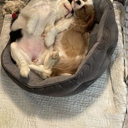 Cavalier King Charles Spaniel Puppies from Cassie’s Cavaliers