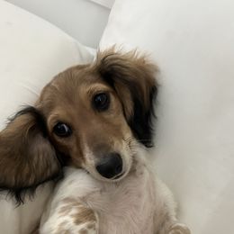 Dachshund Puppies from Pigeon Hill Dachshunds