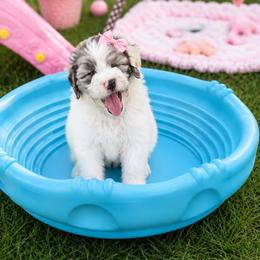 Clarabelle - Gray and white female Sheepadoodle puppy in Willacoochee, Georgia from Kitandkboodle's Doodles