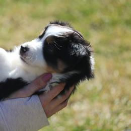 Border Collie, English Setter, and Miniature American Shepherd Puppies from First Harmony Farms