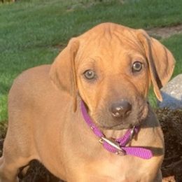 Rhodesian Ridgebacks from StoneRidge