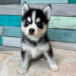 Jeremiah - Black and white male Pomsky puppy in Krum, Texas from Paw-Some Pomskies