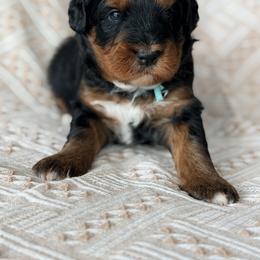 Travel - Teal - Phantom female Bernedoodle puppy in Charleston, South Carolina from Palm Belle Doodles