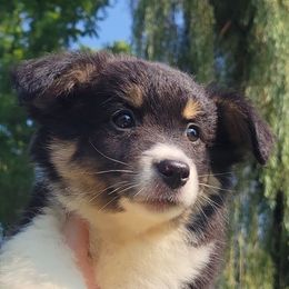 Tonks - Black tri female Miniature Australian Shepherd puppy in Sunbury, Pennsylvania from Elemental Mini Aussies
