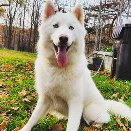 Prairie  - Siberian Husky