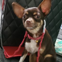 Nola - Chihuahua