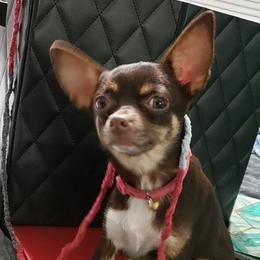 Nola - Chihuahua