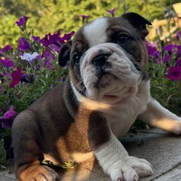 Johnny - Red male Bulldog puppy in Salem, Illinois from Itsabulldogthing