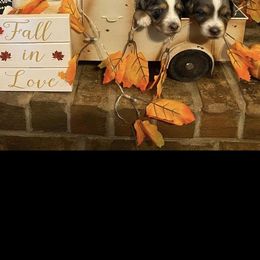 Australian Shepherd Puppies from Kamm's Aussies